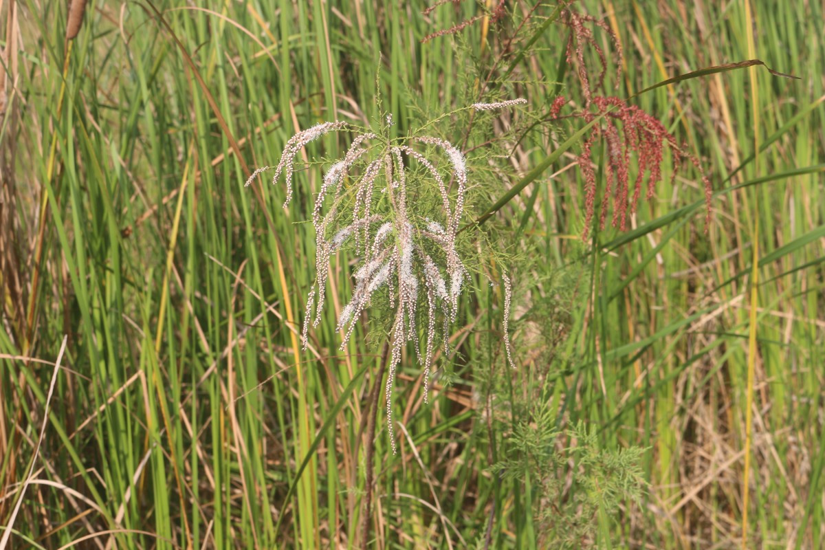 Tamarix indica Willd.